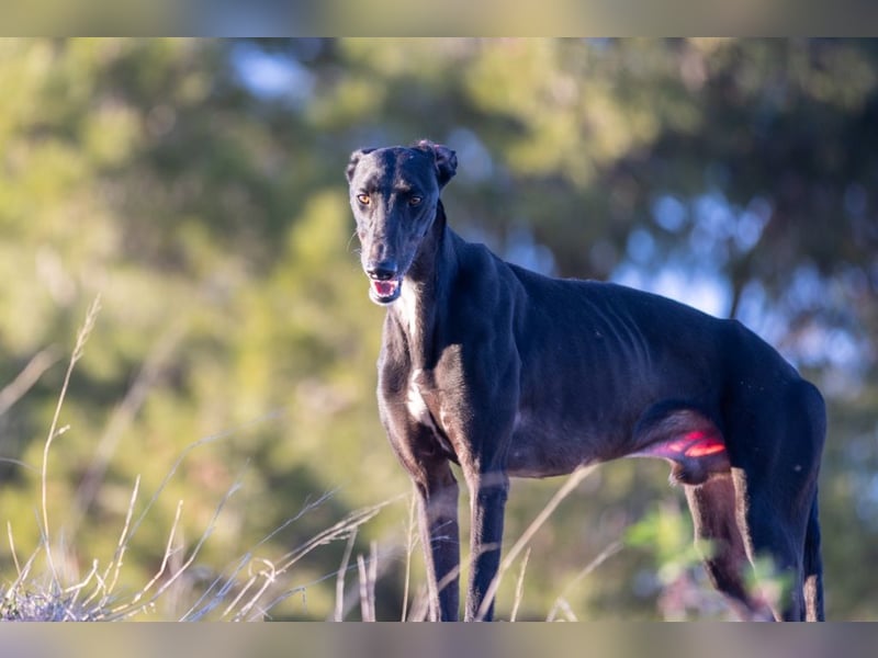 ❤️ CARBON ❤️