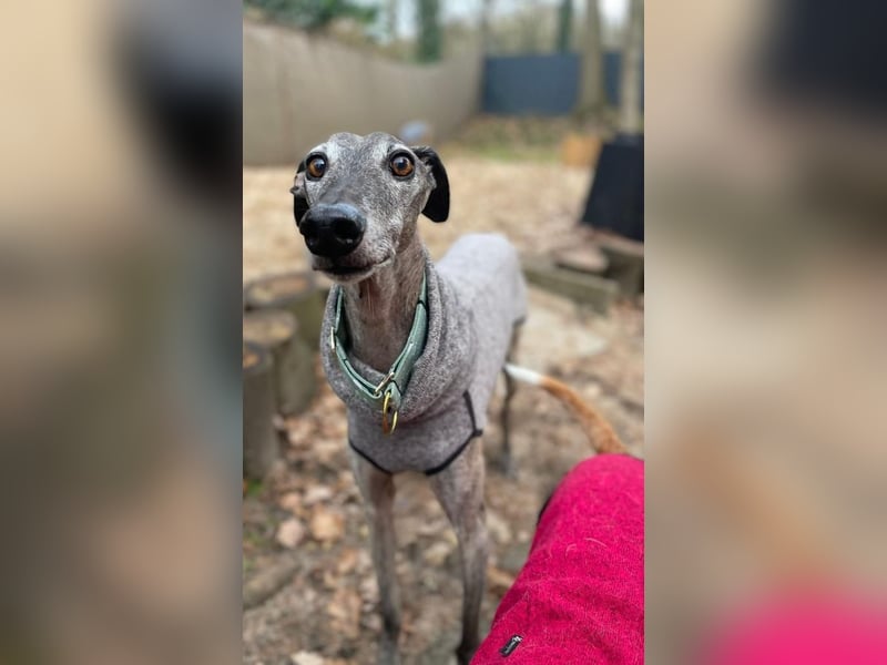 Itelo, sucht ein neues Körbchen