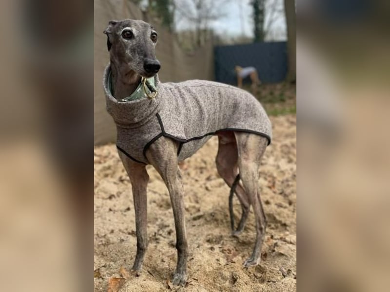 Itelo, sucht ein neues Körbchen