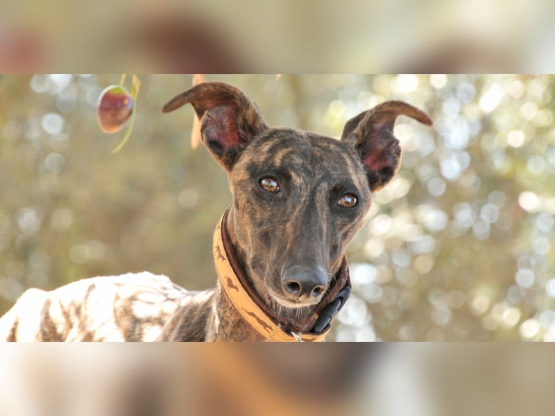 Wird Nani von dir gesehen und geliebt?