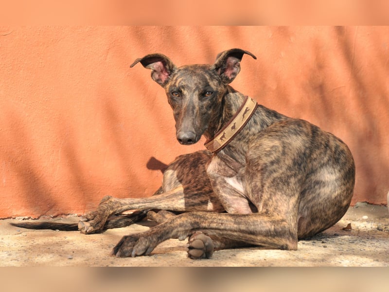 Wird Nani von dir gesehen und geliebt?