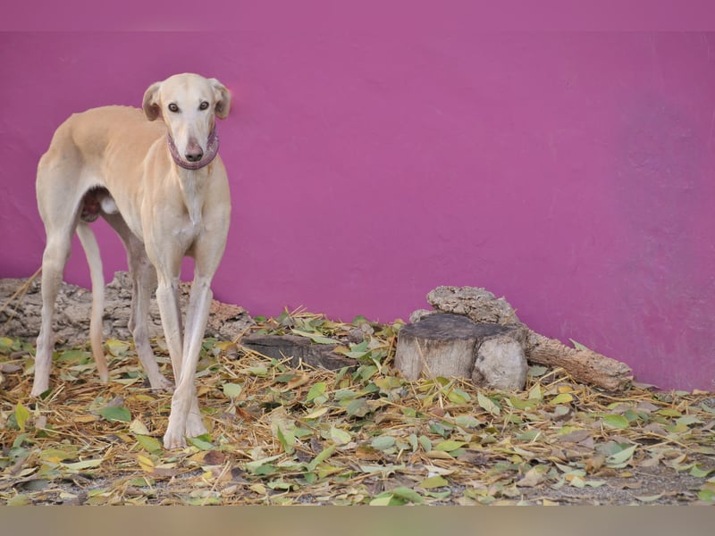 Möchtest du Vito zeigen, dass sein Weg in einem liebevollen Zuhause endet?