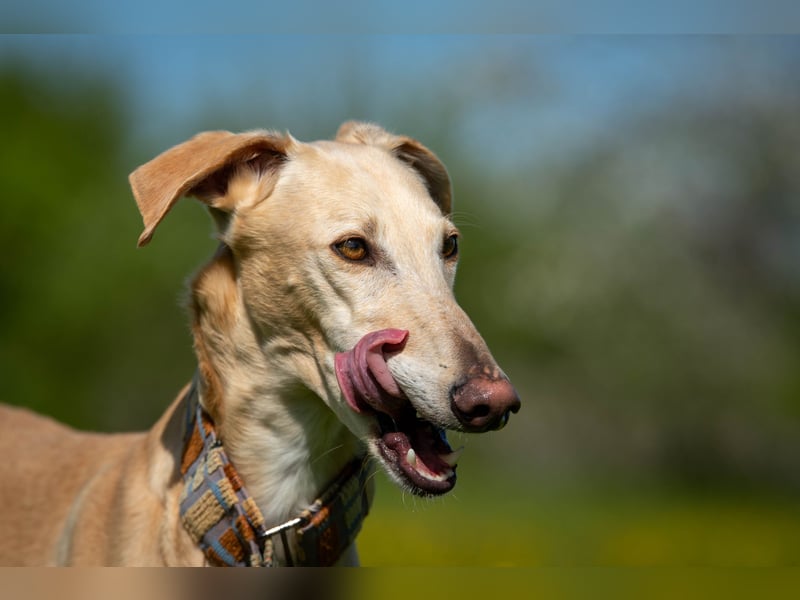 Darf Vito dein loyaler Freund werden?