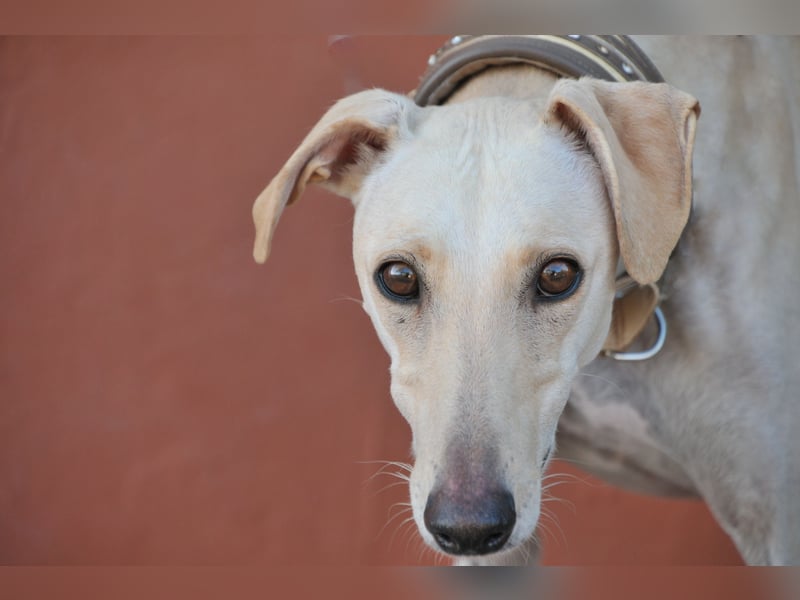 Darf Kiska deine Superheldin sein?