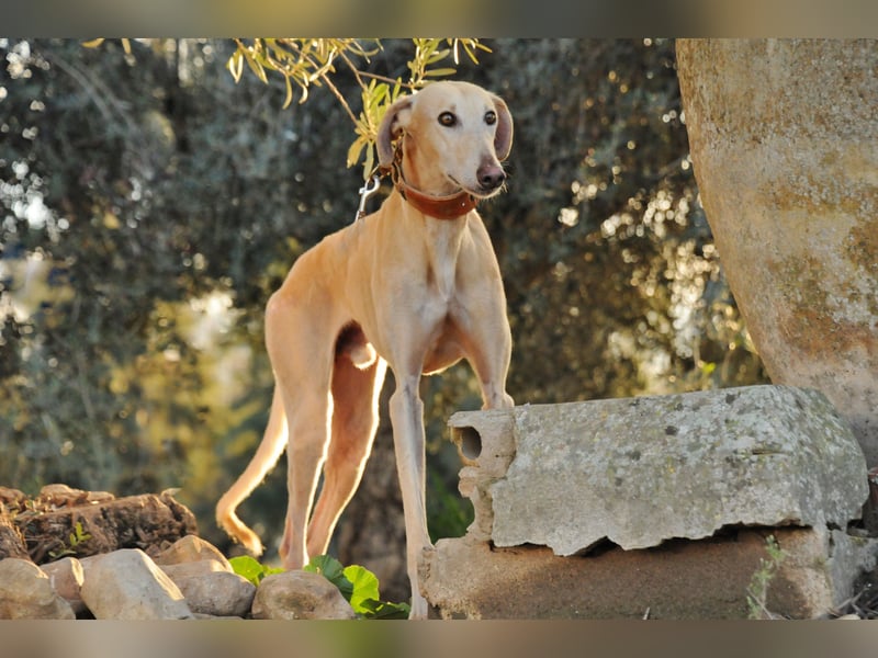 Möchtest du Vito zeigen, dass sein Weg in einem liebevollen Zuhause endet?