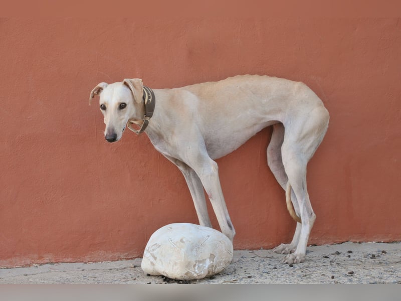 Darf Kiska deine Superheldin sein?