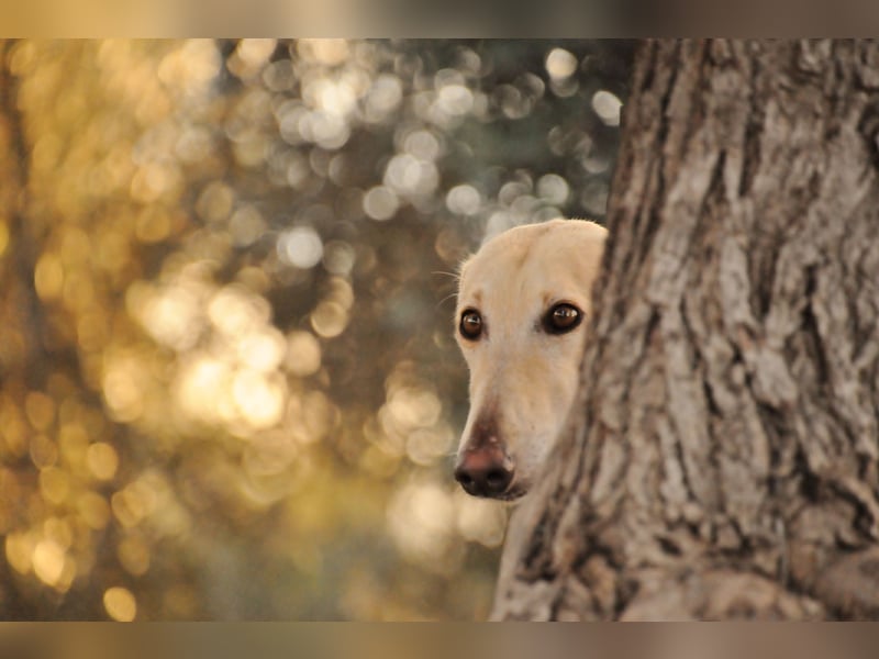 Möchtest du Vito zeigen, dass sein Weg in einem liebevollen Zuhause endet?