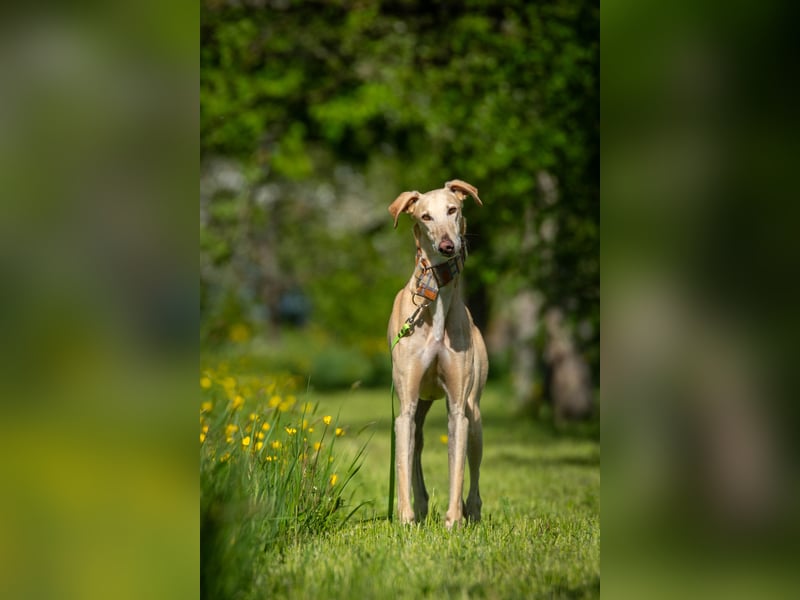 Darf Vito dein loyaler Freund werden?