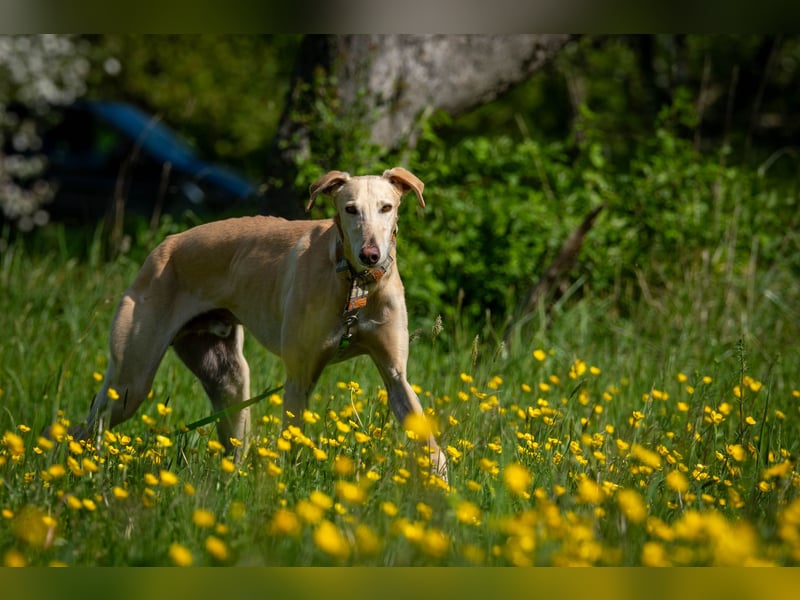 Darf Vito dein loyaler Freund werden?