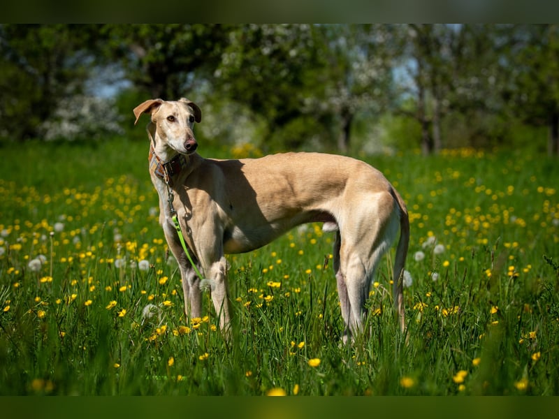 Darf Vito dein loyaler Freund werden?