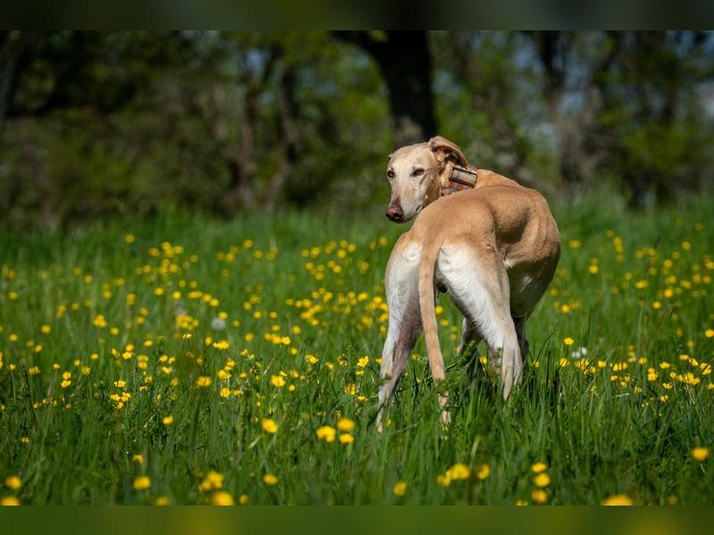 Darf Vito dein loyaler Freund werden?
