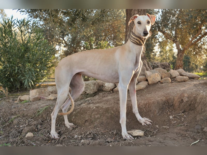 Darf Kiska deine Superheldin sein?