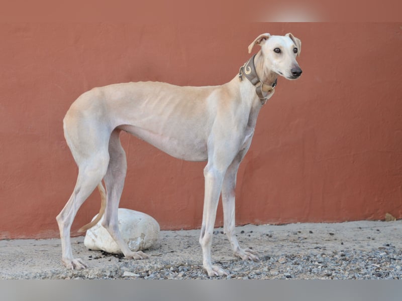 Darf Kiska deine Superheldin sein?