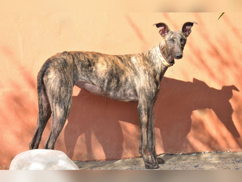 Wird Nani von dir gesehen und geliebt?