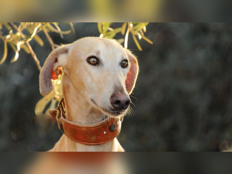 Möchtest du Vito zeigen, dass sein Weg in einem liebevollen Zuhause endet?