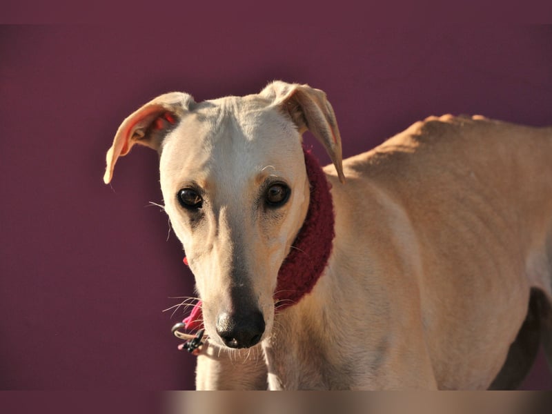 Darf Kiska deine Superheldin sein?