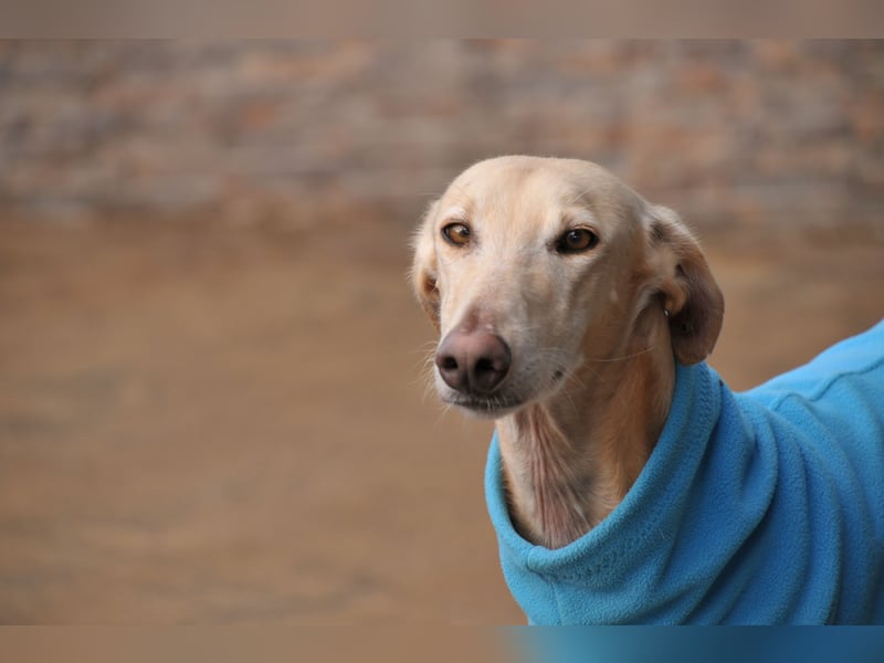 Möchtest du Vito zeigen, dass sein Weg in einem liebevollen Zuhause endet?