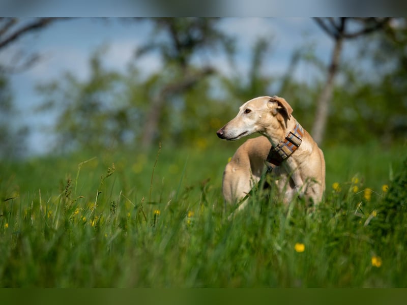 Darf Vito dein loyaler Freund werden?