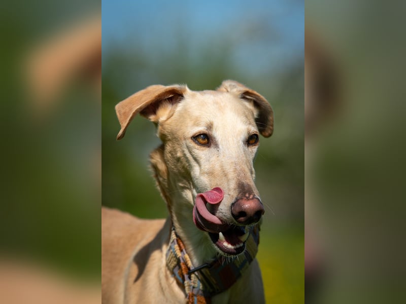 Darf Vito dein loyaler Freund werden?