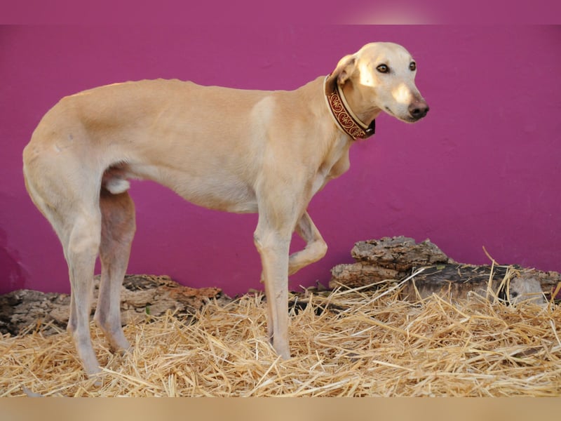 Möchtest du Vito zeigen, dass sein Weg in einem liebevollen Zuhause endet?