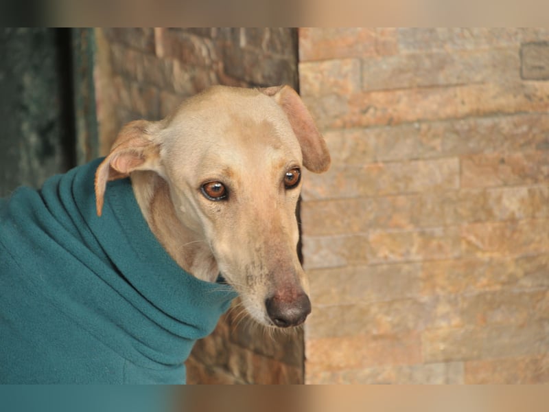 Darf Kiska deine Superheldin sein?