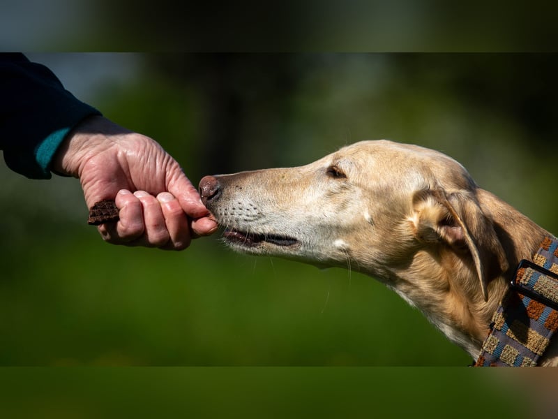 Darf Vito dein loyaler Freund werden?