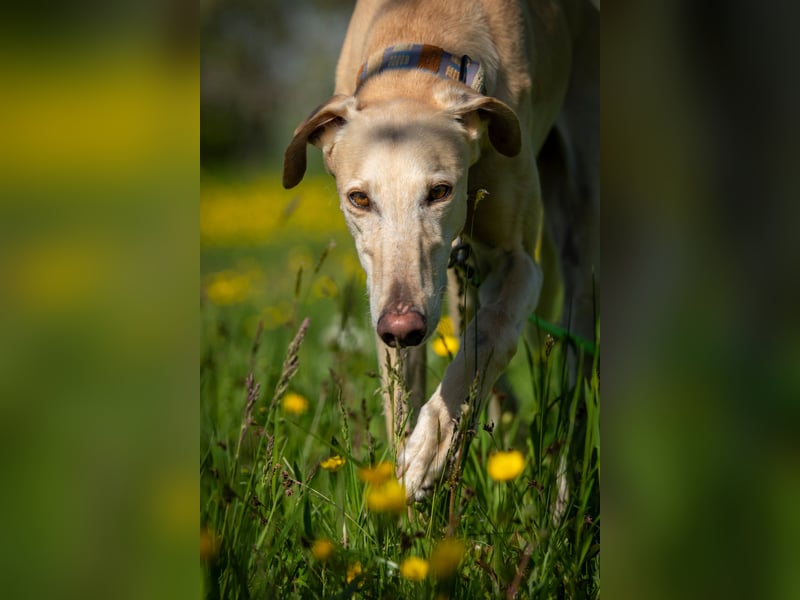 Darf Vito dein loyaler Freund werden?