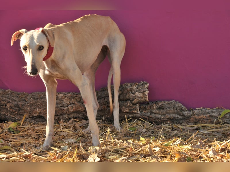 Darf Kiska deine Superheldin sein?