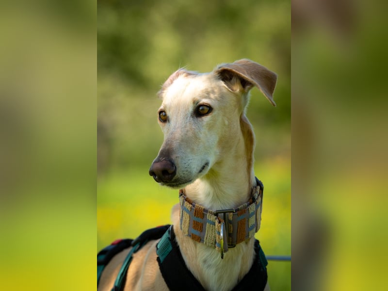 Darf Vito dein loyaler Freund werden?