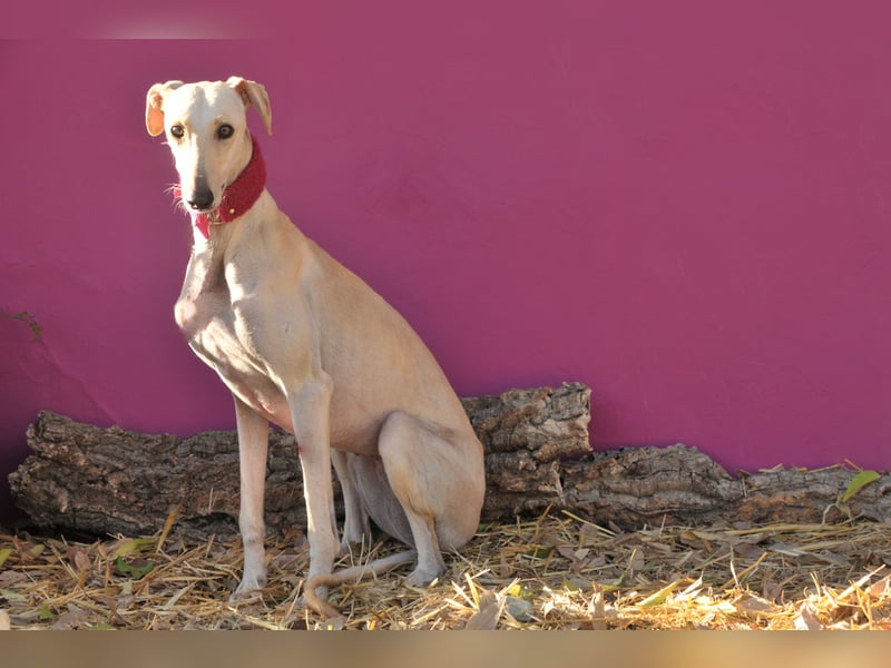 Darf Kiska deine Superheldin sein?