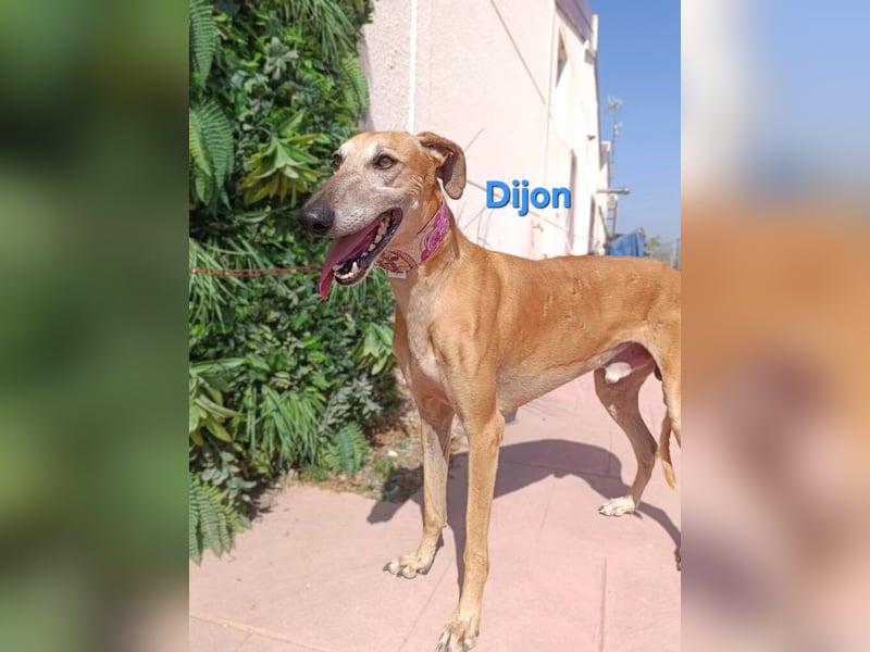Dijon geb. 08/2023 (in Deutschland) - wunderschöner, umgänglicher Galgo!