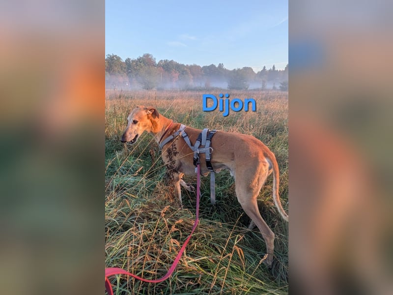Dijon geb. 08/2023 (in Deutschland) - wunderschöner, umgänglicher Galgo!