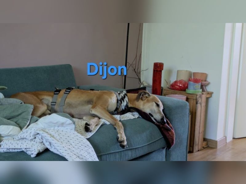 Dijon geb. 08/2023 (in Deutschland) - wunderschöner, umgänglicher Galgo!