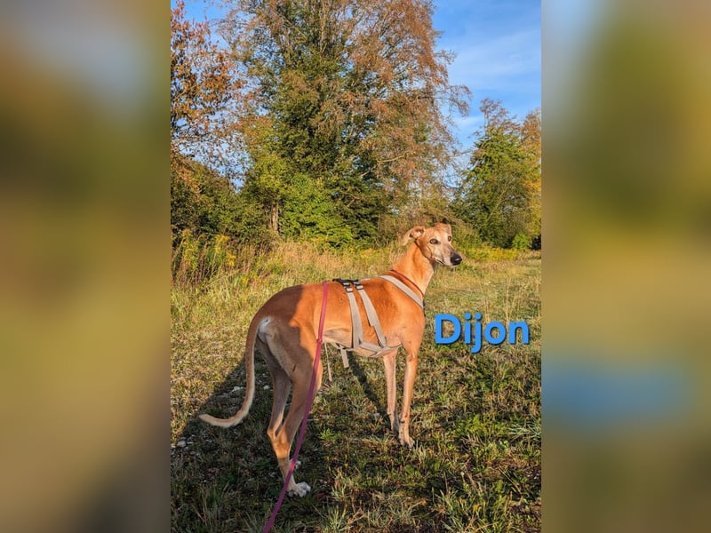 Dijon geb. 08/2023 (in Deutschland) - wunderschöner, umgänglicher Galgo!