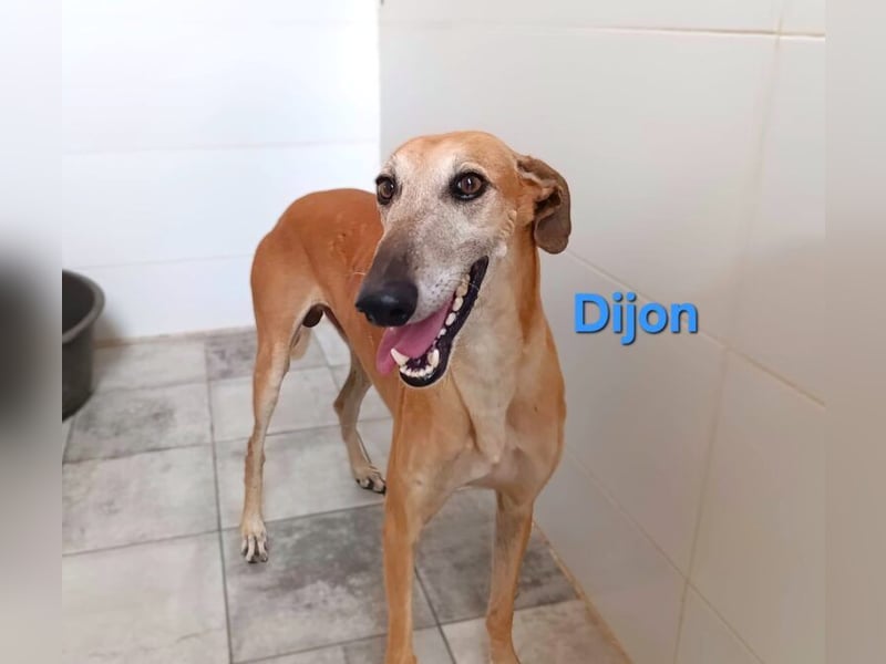 Dijon geb. 08/2023 (in Deutschland) - wunderschöner, umgänglicher Galgo!