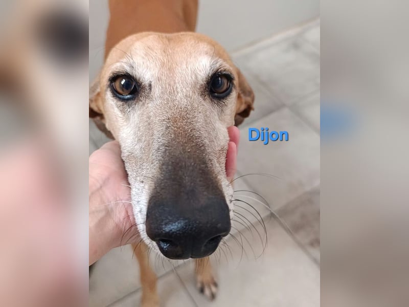 Dijon geb. 08/2023 (in Deutschland) - wunderschöner, umgänglicher Galgo!