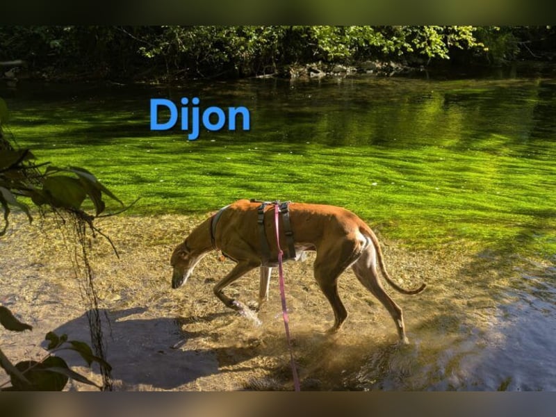 Dijon geb. 08/2023 (in Deutschland) - wunderschöner, umgänglicher Galgo!