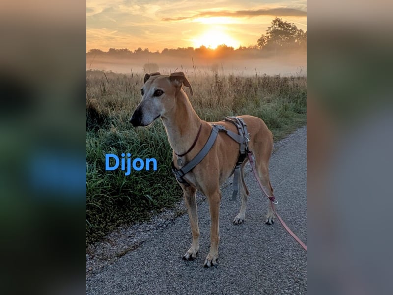 Dijon geb. 08/2023 (in Deutschland) - wunderschöner, umgänglicher Galgo!