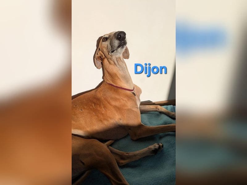 Dijon geb. 08/2023 (in Deutschland) - wunderschöner, umgänglicher Galgo!