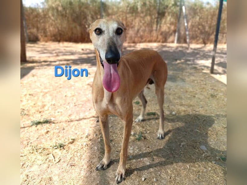Dijon geb. 08/2023 (in Deutschland) - wunderschöner, umgänglicher Galgo!
