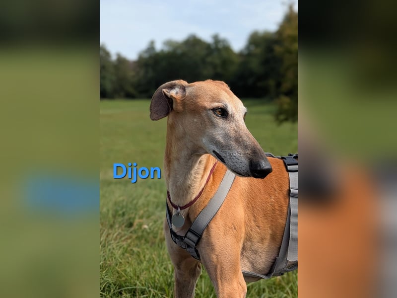 Dijon geb. 08/2023 (in Deutschland) - wunderschöner, umgänglicher Galgo!