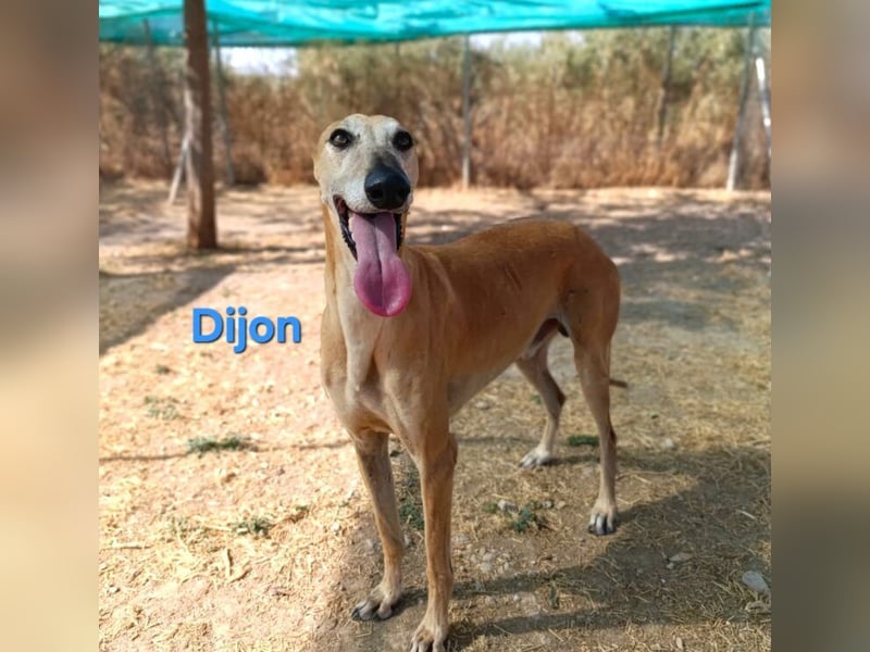 Dijon geb. 08/2023 (in Deutschland) - wunderschöner, umgänglicher Galgo!