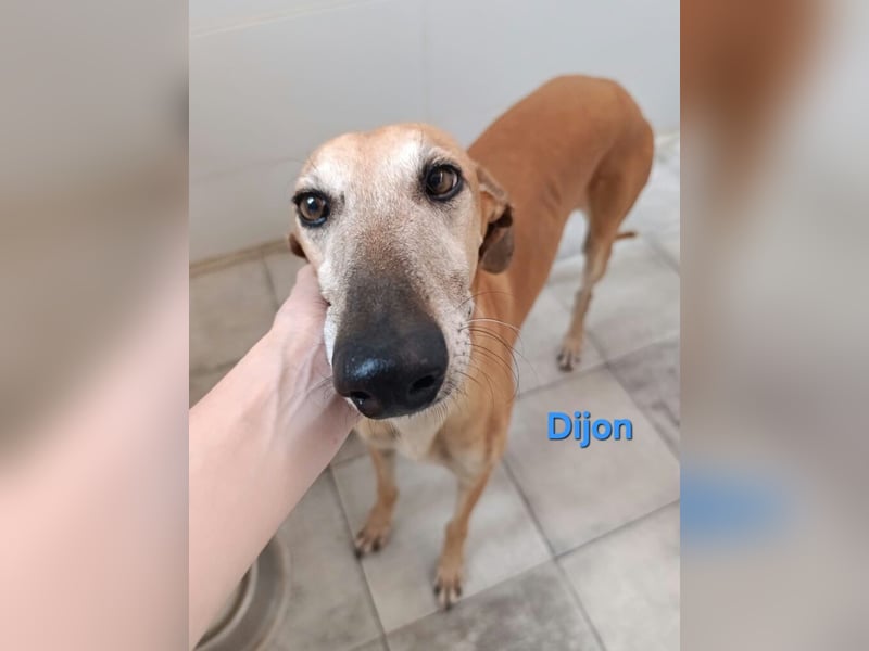 Dijon geb. 08/2023 (in Deutschland) - wunderschöner, umgänglicher Galgo!