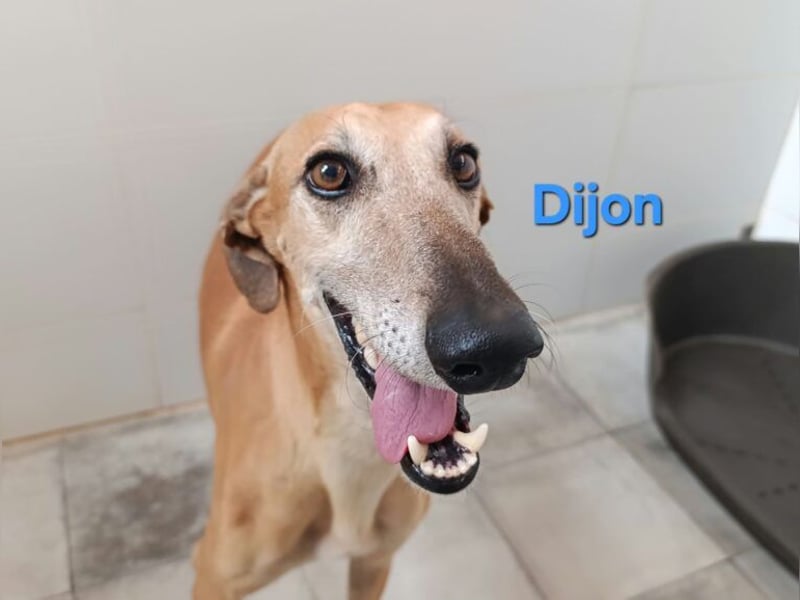 Dijon geb. 08/2023 (in Deutschland) - wunderschöner, umgänglicher Galgo!