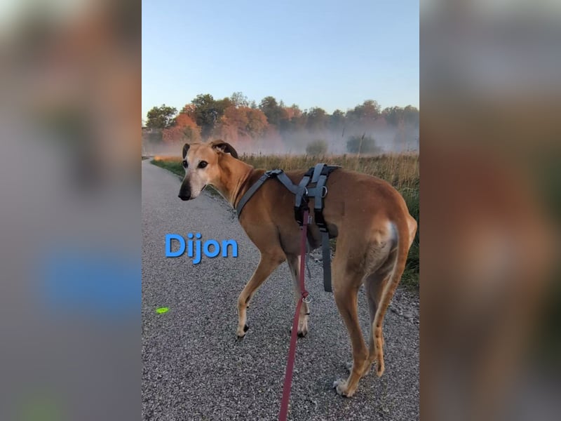 Dijon geb. 08/2023 (in Deutschland) - wunderschöner, umgänglicher Galgo!