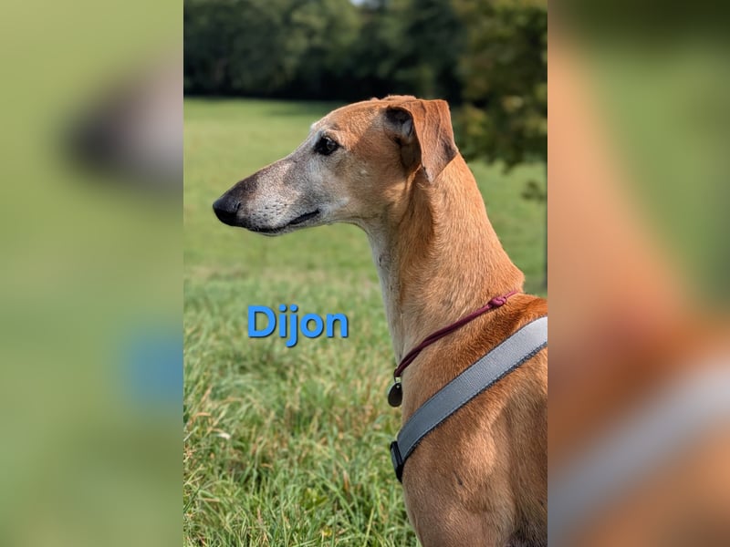 Dijon geb. 08/2023 (in Deutschland) - wunderschöner, umgänglicher Galgo!
