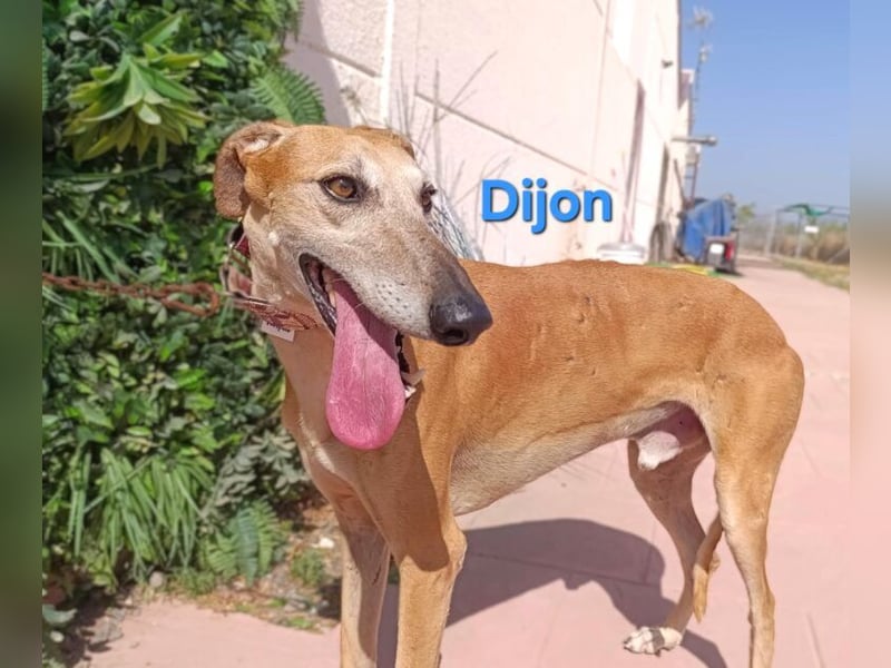 Dijon geb. 08/2023 (in Deutschland) - wunderschöner, umgänglicher Galgo!