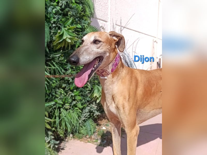 Dijon geb. 08/2023 (in Deutschland) - wunderschöner, umgänglicher Galgo!