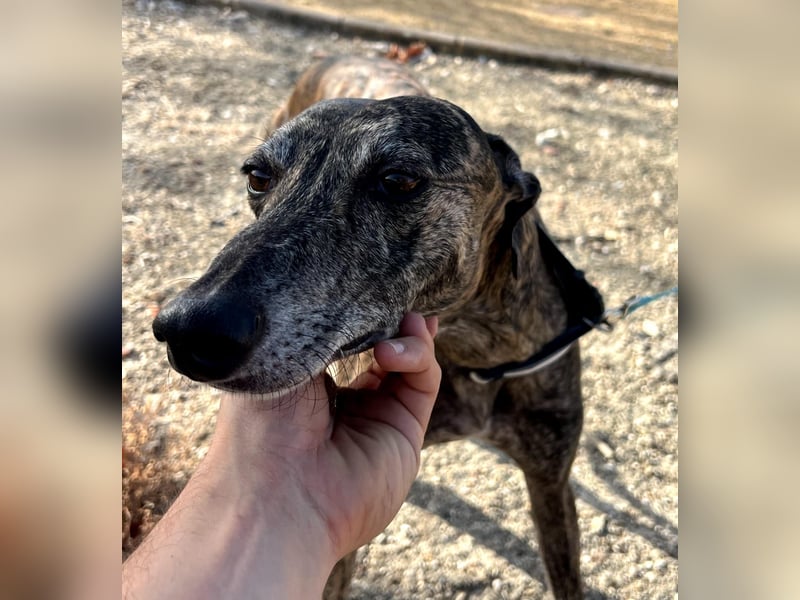 Golfo (TO) freude pur