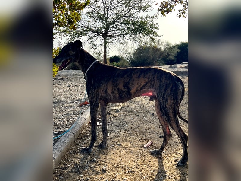 Golfo (TO) freude pur